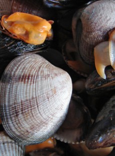 la-recette-d-anael-stolz-fricassee-de-coquillages-au-curry-et-girolles-91203